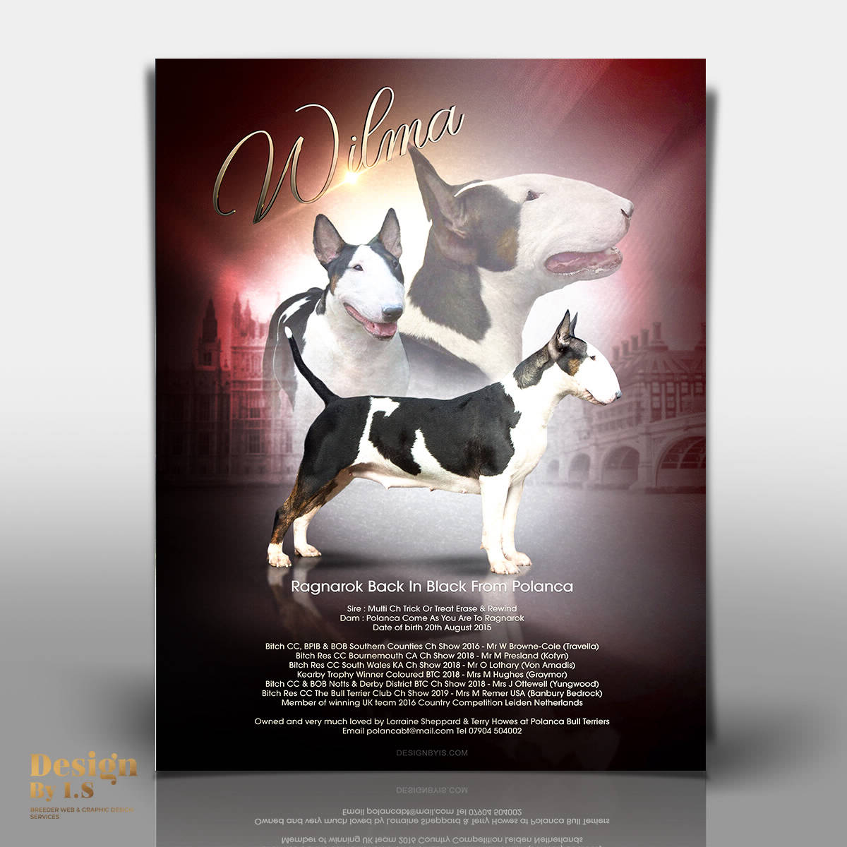 Bull terrier magazine Advert
