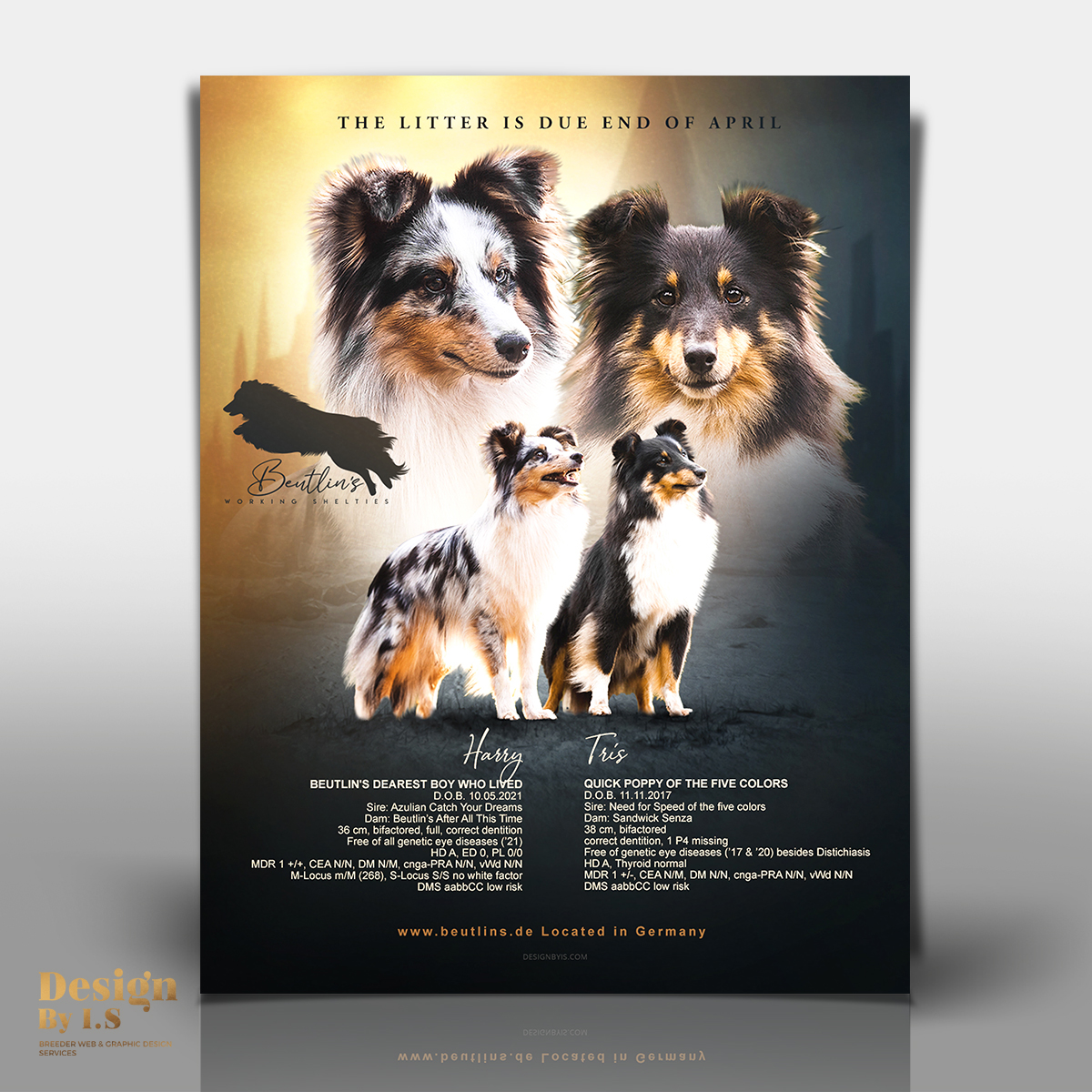 WEB DESIGN GRAPHICS FOR BREEDERS LITTER ANNOUNCEMENTS WEB DESIGN GRAPHICS FOR BREEDERS LITTER ANNOUNCEMENTS